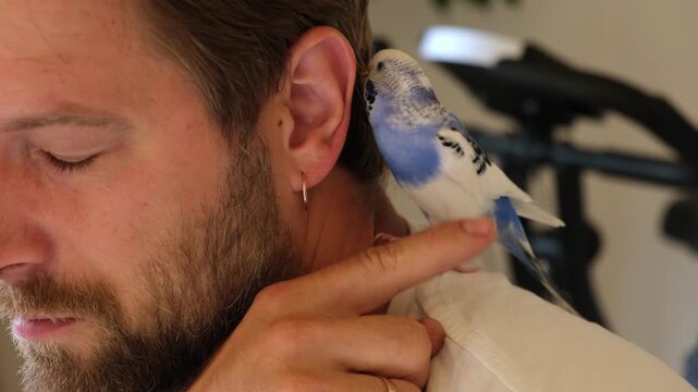 Budgerigar playing with handsome man. Budgie. Funny blue purple parakeet sitting on owner head. Cute violet tamed bird having fun with people. Friendship, relationship with Pets. Cute domestic animals