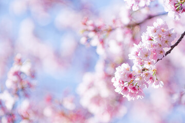Naklejka premium Extreme Close-Up of Cherry Blossoms with Soft Background Blur and Ample Copy Space in Spring