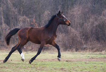 Młody ogier biegający po wiosennym pastwisku © kubikactive