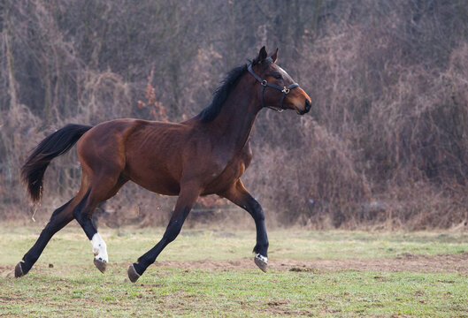 Młody ogier biegający po wiosennym pastwisku