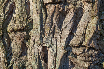 Obraz premium Baumrinde, Borke mit Schatten, Holztextur, Hintergrund, Deutschland