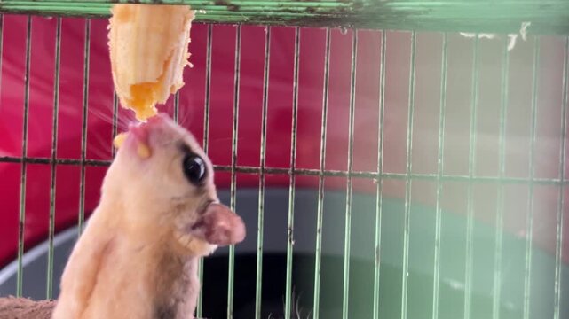 Funny video of a Sugar glider (Petaurus breviceps) eating a banana hanging above its cage. This animal is a small, nocturnal marsupial mammal.
