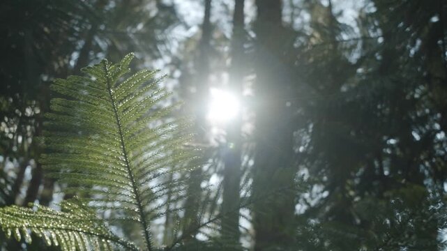 Bright sun rays stream through green forest trees as morning mist and fog settle over the lush summer landscape