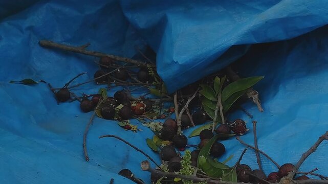 Close-up of hand sorting freshly harvested olives with leaves and branches on a blue tarp, revealing mixed ripeness and natural debris during traditional olive harvesting and processing workflow