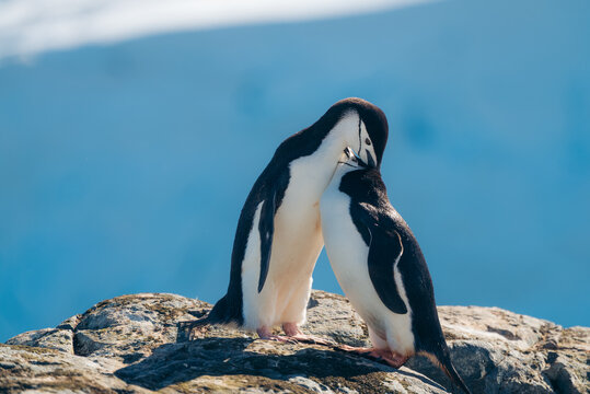 View of a touching moment between two chinstrap penguins on a rocky outcrop against the backdrop of a bright blue sky, Two Hummock Island, Antarctica.