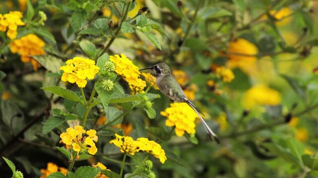 Peruvian Sheartail hummingbird male with long tail and unmolted collar hovering in profile, feeding on a yellow flower against a focused background of leafy green plants