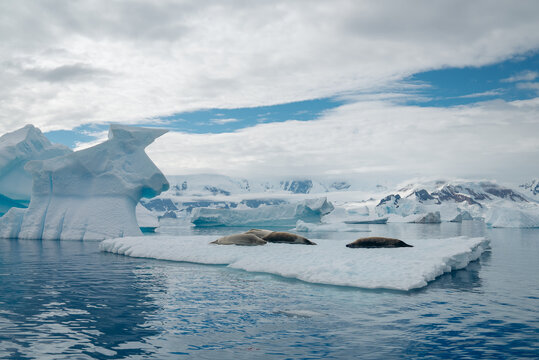 View of crabeater seals bask on a small, flat iceberg adrift in the vast, frigid ocean, amidst colossal ice formations under a sky streaked with clouds, Antarctica, Antarctica.