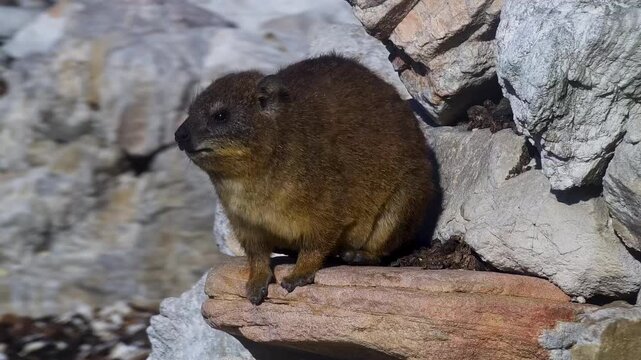 A detailed close up portrait of a Rock Hyrax sitting on a stone.