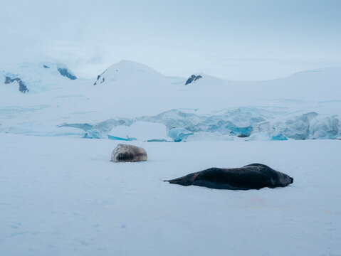 View of Wedell seals basking under the soft glow of an overcast sky, amidst the stark white snow and turquoise ice of a vast Antarctic landscape, Antarctica, Antarctica.