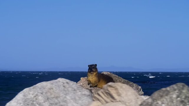 A Rock Hyrax, or Dassie, sits perched on a rock by the ocean.