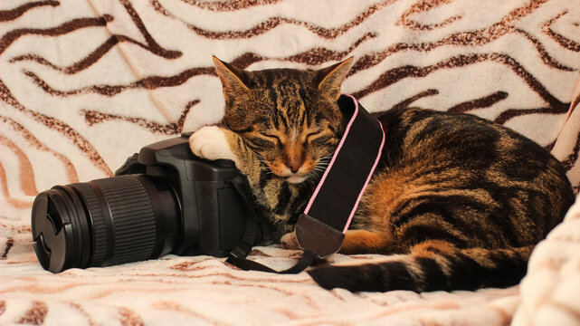 Striped cat resting on photo camera lying on zebra patterned blanket
