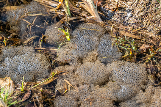 Froschlaich des Grasfrosches Rana temporaria im Laichballen in Bachlauf mit abgestorbenem und gr&uuml;nem Gras zwischen Altenriet und Neckartenzlingen