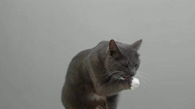 Cat Cleaning Itself By Licking on Gray Color Background. Cute Gray Feline Self-Grooming. Relax Time. Domestic Pet Video. Natural Behavior. Real Shot Kitty Licks its Muzzle Isolated. Goods for Pets