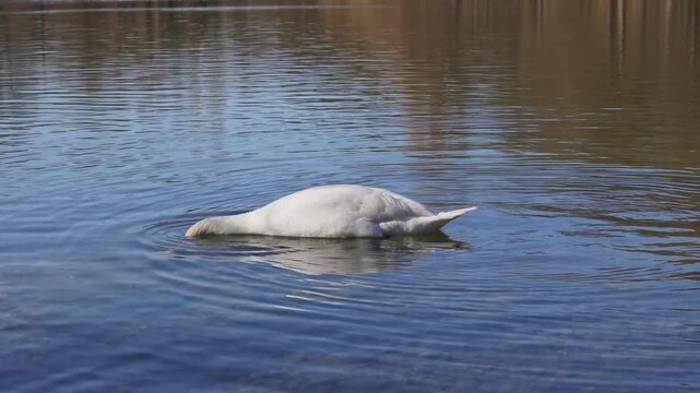 The Mute swan, Cygnus olor is a species of swan and a member of the waterfowl family Anatidae. Here swimming on a lake.