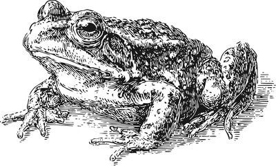 Naklejka premium detailed black and white illustration of a toad in a natural pose with textured skin and realistic features