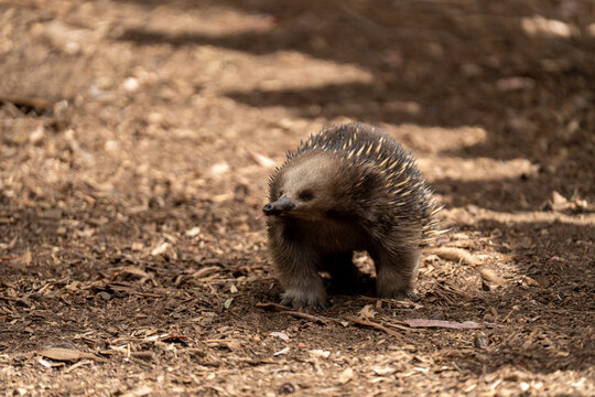 Ameisenigel Austrlalien Tasmanien Tier