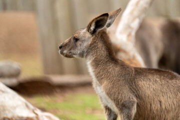 Fototapeta premium Kangaroo Australien Tier