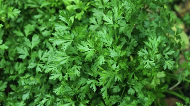 Parsley grows in the garden. Green leaves of parsley.