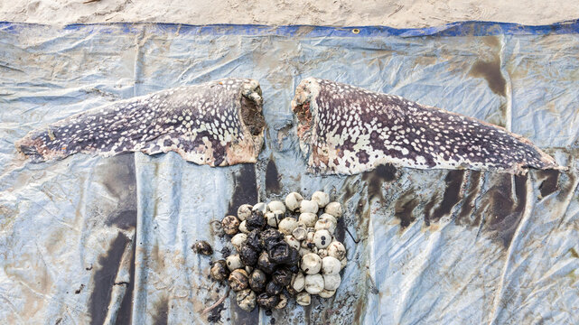 Leatherback turtle ( Dermochelys coriacea ) on a nesting beach in Indonesia