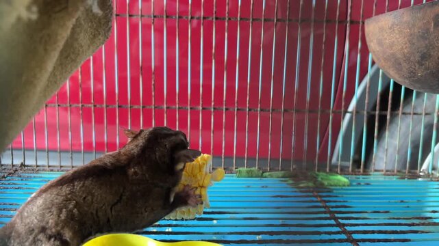 Video of a Sugar glider (Petaurus breviceps) eating corn.