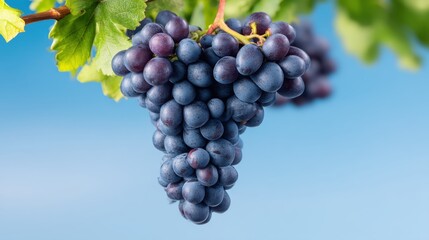 Fototapeta premium Close-up of fresh ripe grapes on a vine against blue background, viticulture concept