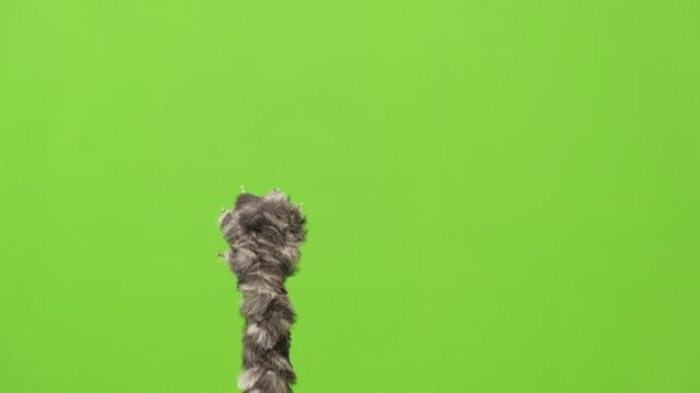 Cat paw isolated green background. Cat reaching up with paw. Pet raising up his paw on green screen isolated with chroma key. Feline tabby paws touching, clicking, tapping and swiping. Real Video. 4K
