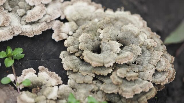 Jamur grigit called split gill Schizophyllum commune mushroom grow on a tree trunk.