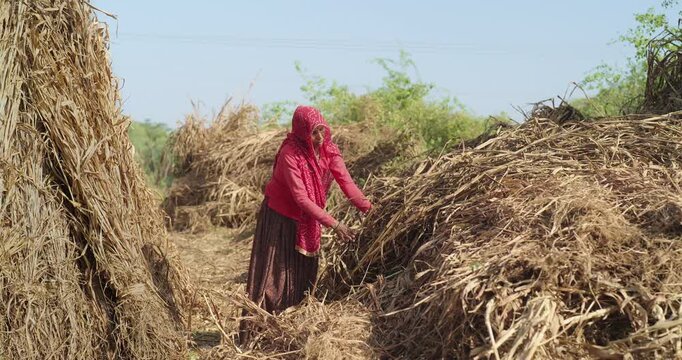 Indian mature adult lady woman lady wear saree cover head standing do harvest field work rural area. Asian villager female worker collect dry grass stack picking jowar crop bunch day time ground place