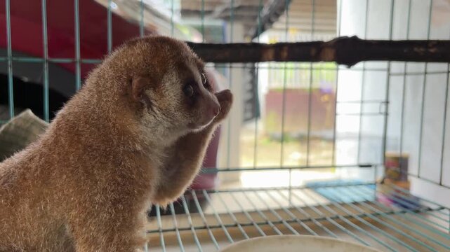 A nocturnal species of Bornean slow loris (Nycticebus borneanus) is taking a cricket to eat.