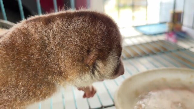 A nocturnal species of Bornean slow loris (Nycticebus borneanus) is taking a cricket to eat.