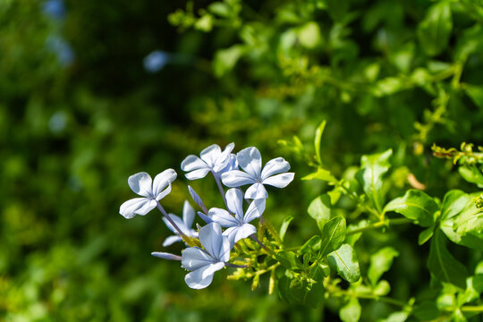 夏の終わりに咲く、紫色のルリマツリ