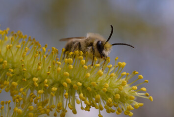 Andrena solitary mining bee foraging on yellow willow catkin in spring © Yurii Zushchyk
