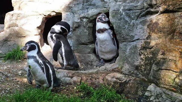 Humboldt penguin, Spheniscus humboldti or Peruvian penguin