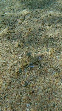 Bizarre-looking Pegasus fish, Little Dragonfish, or Seamoth (Eurypegasus draconis) with its fins outstretched, walks along seabed covered with small pebbles on sunny day with sun glinting on seafloor