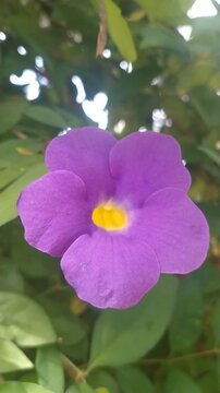 Purple Flower Macro Close Up in Natural Garden, (Thunbergia erecta) Tropical Floral Bloom with Green Leaves Background	