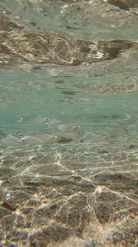 School of Flagtail fish swims over sand seabed in sun glare in coastal area, blending in with its surroundings. Striped Flagfish or Five-stripped Flagfish (Kuhlia mugil)