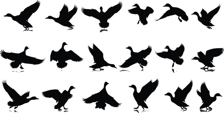 Flying ducks and mallards black silhouette vector set, waterfowl birds landing and taking off icons, cad drawing flat vector illustration, flavector.