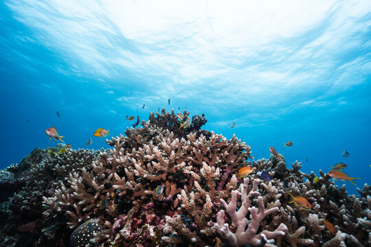 Healthy coral reef with anthias fish in crystal clear ocean
