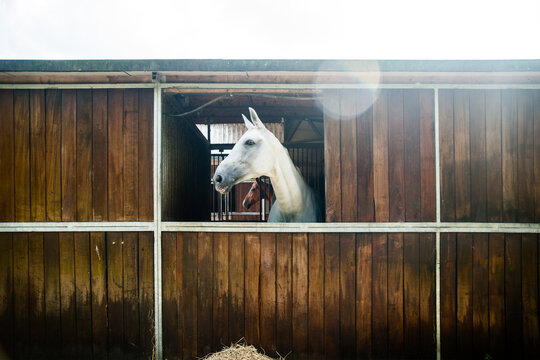 Wei&szlig;es Pferd schaut aus dem Fenster eines Holzstalls