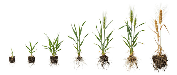 Naklejka premium Wheat plants show different sizes and stages of growth, AI, PNG