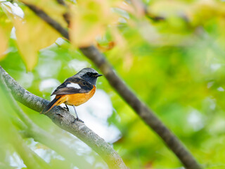 Obraz premium 秋の森に現れた冬鳥。ジョウビタキの雄。