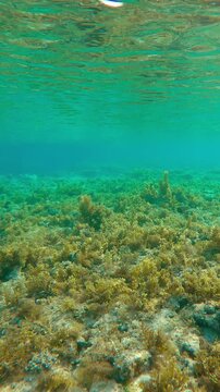 Tropical fish swim over flat-top of shallow coral reef overgrown with Sargassum brown seaweed, in bright sunlight. Underwater landscape of coral reef with brown algae