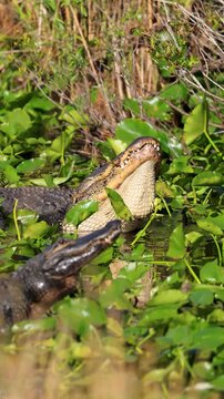 American alligators bellowing on water surface, territorial display with sound