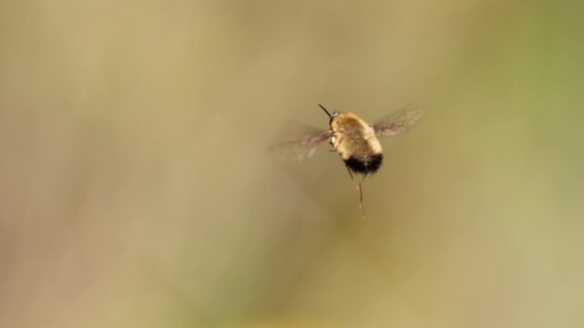 Mosca abejorro volando en c&aacute;mara lenta sobre fondo desenfocado, Bocairent, Espa&ntilde;a