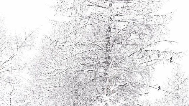 Three Alpine Cough under snowflakes ( Pyrrhocorax graculus )