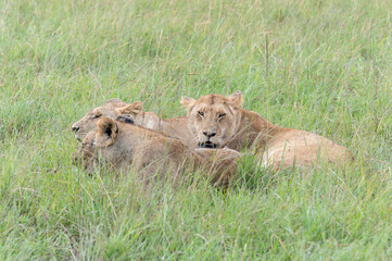Naklejka premium Lionesses (Panthera leo) rest together in grassland with one looking toward the camera in Masai Mara, Kenya.