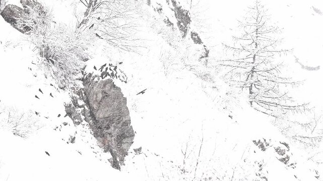 Under snowfall, flock of Alpine chough also know as yellow-billed chough (Pyrrhocorax graculus)