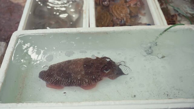 Static close-up shot of a live cuttlefish with textured patterned skin floating in a shallow water-filled styrofoam container at an outdoor seafood market, neutral daytime mood