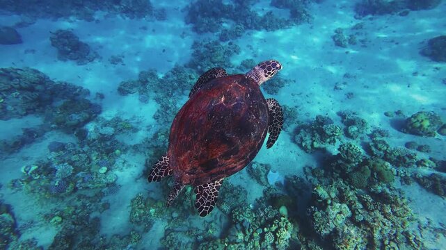 Snorkeling and following an aged sea turtle swimming peacefully in Red Sea in Aqaba, Jordan
