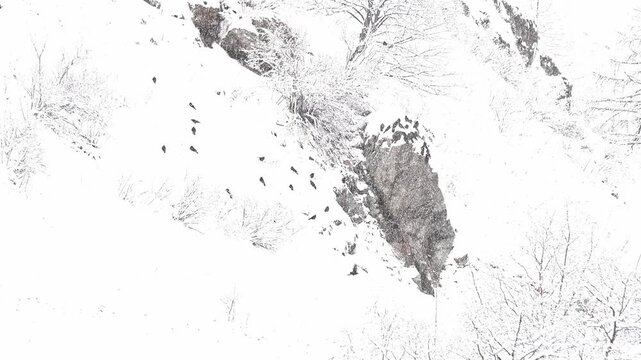 Flock of Alpine Cough under snowfall in the wild Alps (Pyrrhocorax graculus)